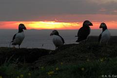 Sunset puffins