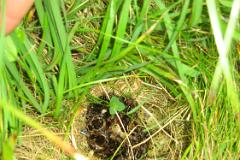 08 Treshnish - Snipe nest