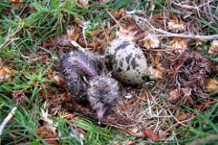 Artic Tern chick