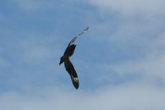 Bonxie