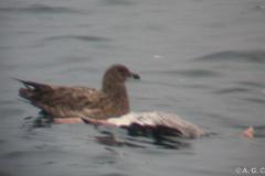 bonxie with greylag