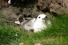 fulmar