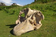 Skull of Pilot Whale